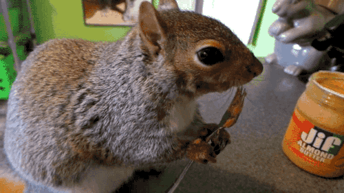 giphy (2).gif