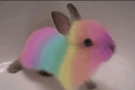 giphy (1).gif