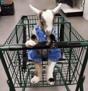 basketgoat.jpg