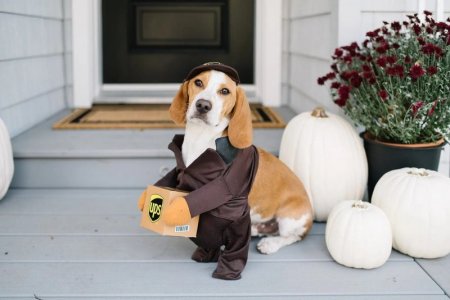 upsdoggie-ezgif.com-png-to-jpg-converter.jpg