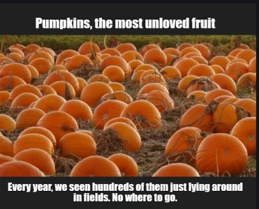 pumpkins.jpg