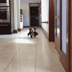 tenor (3).gif