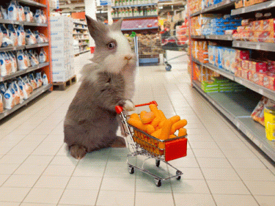 giphy (1).gif