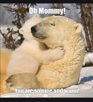 polar bear.jpg