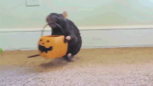 R (2).gif