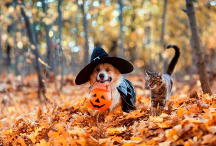 corgi and kitty..jpg