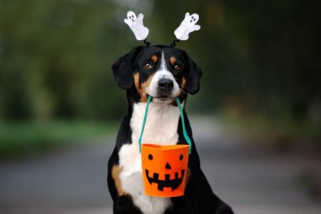 Dog-ready-for-halloween_otsphoto_Shutterstock.jpg