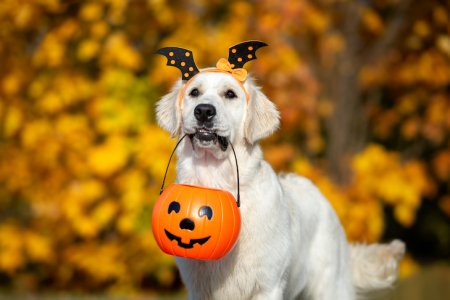 Golden-Retriever-wearing-a-Halloween-headband-ready-to-trick-or-treat.jpeg