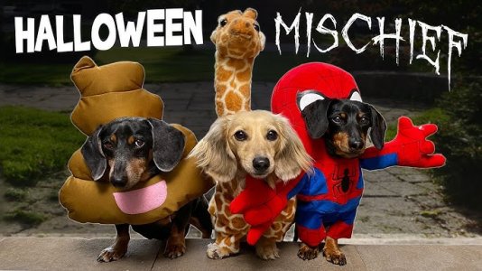 halloween mischief.jpg