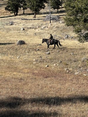 Leadcowboy, muletrain YNP.jpg