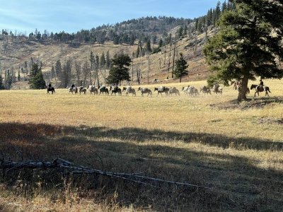 Muletrain2YNP.jpg