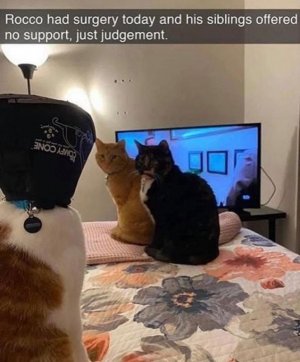 funny-cat-pics-memes-63087c710d8b1__700.jpg