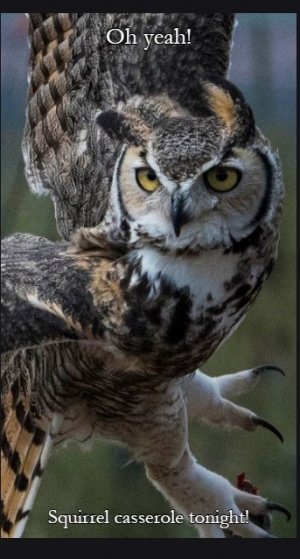 owl.jpg
