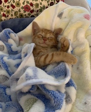 cattitude bed.jpg