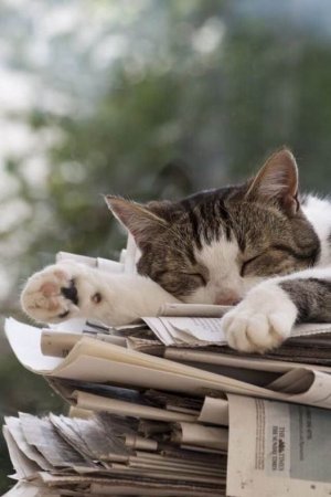 sleeping cat andre.jpg