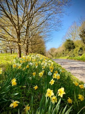 flower spring daffodils.jpg