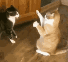 IMG_9369.gif