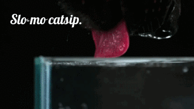 catsippinginslowmotion.gif