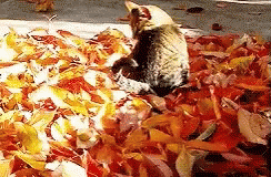fall-gif-15.gif