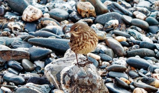 pipit.jpeg pipit.jpeg