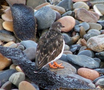 turnstone.jpg turnstone.jpg