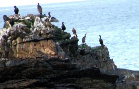 cormorants.jpg cormorants.jpg