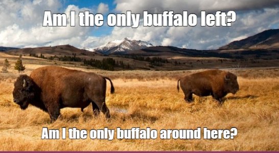 buffalo.jpg
