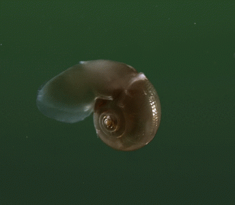 tumblr_35989b1ac37cdaa431d9e06358f6569c_ce34b026_540.gif.gif