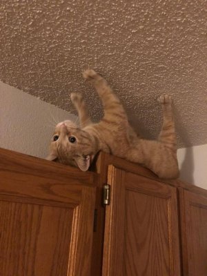 Does Your Cat Really Need Prozac_ - CatTime.jpg