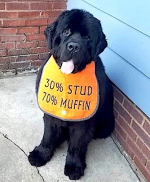 stud muffin.jpg