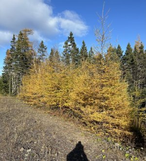 IMG_6786.jpeg