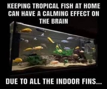 indoor-fins.jpg