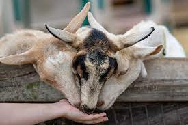 handfeedinggoats.jpg