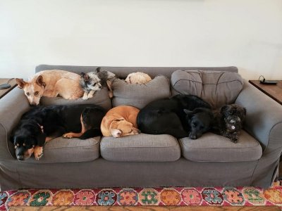 7_dogs.jpg