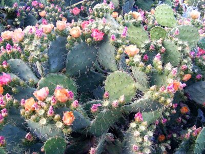 flowered-Cactus-HD.jpg