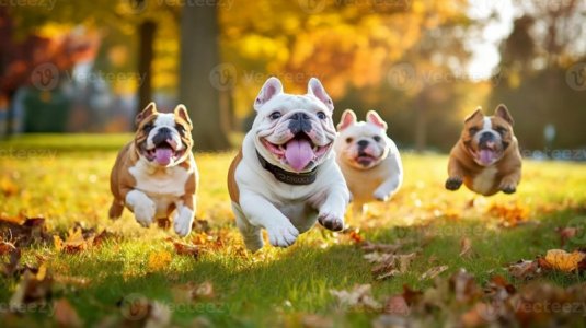 cute-funny-english-bulldogs-group-running-and-playing-on-green-grass-in-park-in-autum-generati...jpg