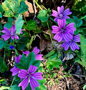 Purple-Malva HD.jpeg