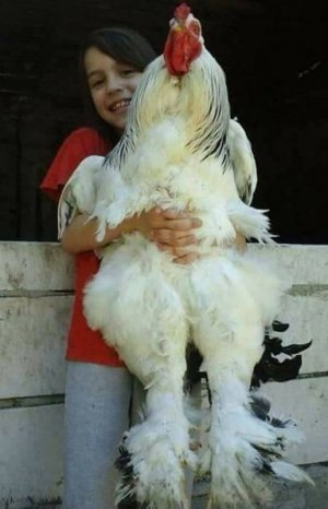 20 Times Nature Was on Fire While Creating Our Pets.jpg