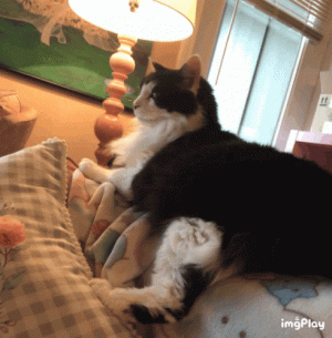 cat-attitude.gif