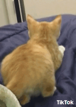 R (2).gif