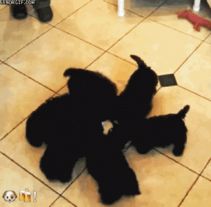 giphy.gif