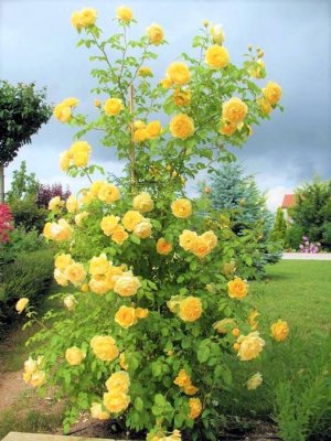 flower a day.jpg