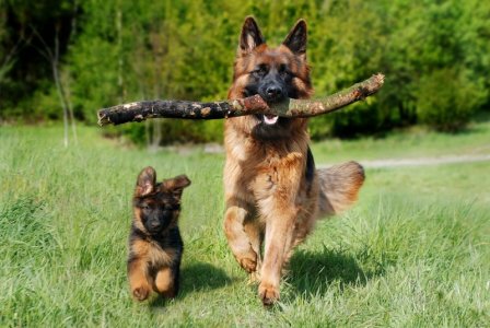 brown dog and pup.jpg