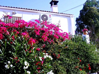 DM-casa-finca-bouganvilla-flowers-HD.jpeg