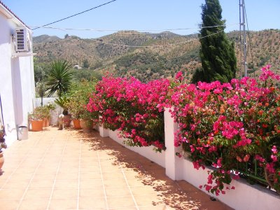 DM casa flowers.jpg