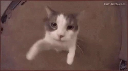 0.gif