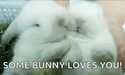 bunny-bunnies.gif