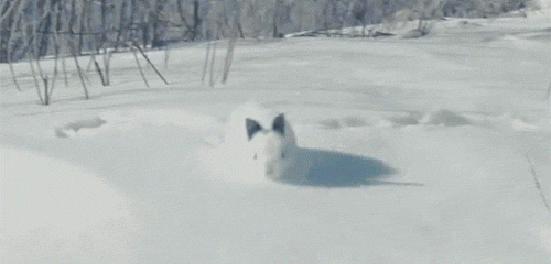 snowrabbitdarlingbunbunstumblr.gif