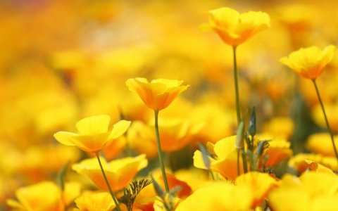 756688-cool-yellow-flower-wallpaper-2560x1600-smartphone.jpg