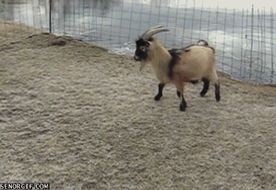 goatslide.gif
